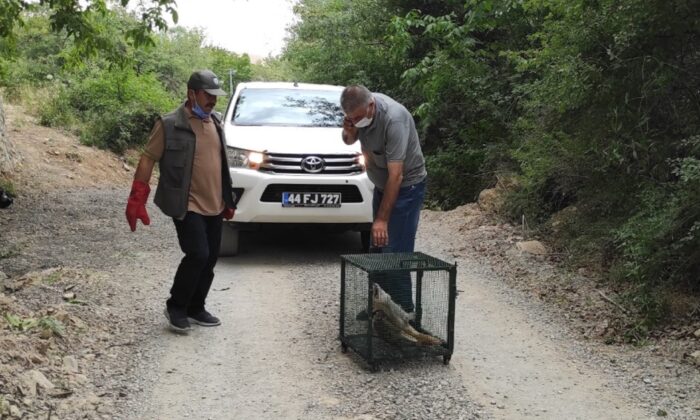 Telef olan tilkiyi gören doğa fotoğrafçısı duyarsız kalmadı