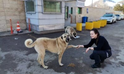 Tercan’da polislerden sokak hayvanlarına mama ve su desteği