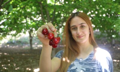 Tescilli dalbastı kirazında ürün kaybı