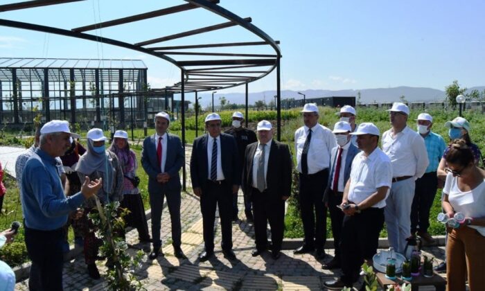 Tıbbî ve Aromatik Bitkiler Bahçesi’nde ilk hasat yapıldı