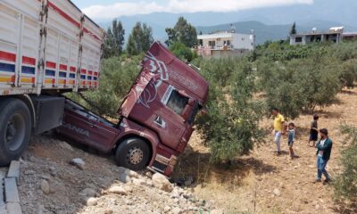 Tır zeytin bahçesine girdi