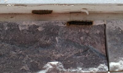 Tırtıl istilâsına uğrayan Çeltikçi’de vatandaş yardım bekliyor