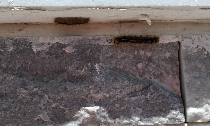 Tırtıl istilâsına uğrayan Çeltikçi’de vatandaş yardım bekliyor