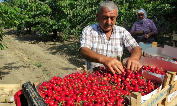 Tokat’ta ihracatlık kirazda rekolte kaybı