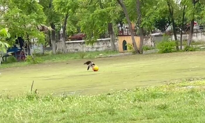 Top cambazı karga şaşırttı