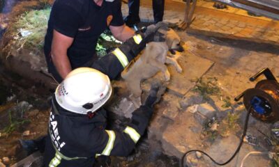 Toprak altında kalan köpeği elleri ile kazarak kurtardılar