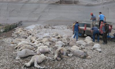 Toprak kaydı, 58 koyun telef oldu