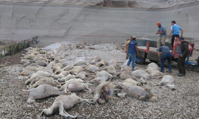 Toprak kaydı, 58 koyun telef oldu