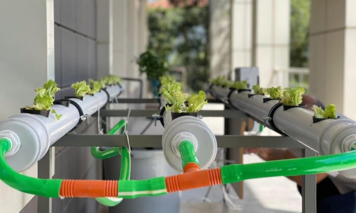 “Topraksız Tarımda Sera ve Bitki Otomasyonu” projesi tamamlandı