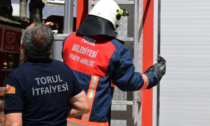 Torul İtfaiyesinden “yavru karga” operasyonu