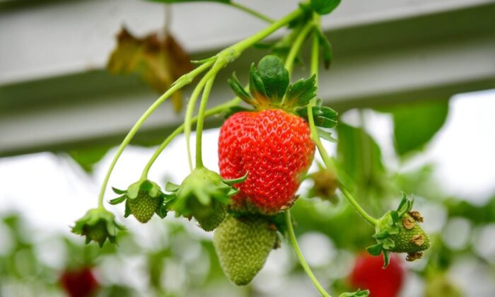 Trabzon’da bu yıl çilek üretimi 250 ton civarında olması bekleniyor