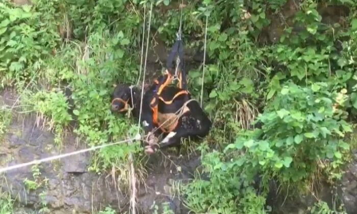 Trabzon’da mahsur kalan inekleri kurtarma operasyonu