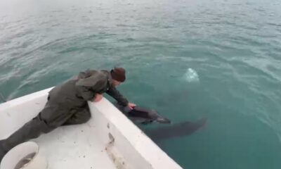 Trabzonlu balıkçılar ile yunusların dostluğu