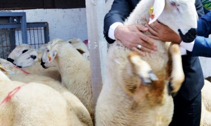 TÜDKİYEB Genel Başkanı Çelik: “Bayram için fazlasıyla kurbanlık küçükbaş hayvanımız var”