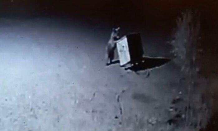 Tunceli’de ayılar, restorana geldi çöpleri karıştırırken görüntülendi