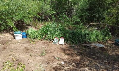 Tunceli’de bir arazide hint keneviri ve esrar ele geçirildi