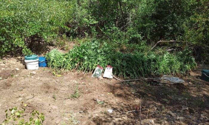 Tunceli’de bir arazide hint keneviri ve esrar ele geçirildi