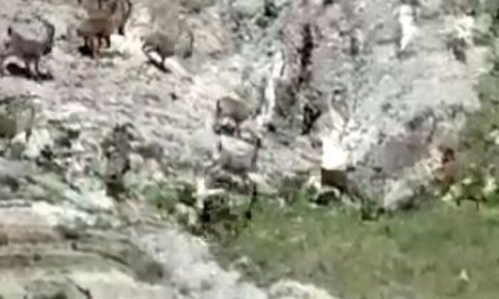 Tunceli’de çengel boynuzlu yaban keçi sürüsü görüntülendi