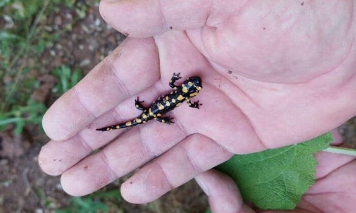 Tunceli’de lekeli ve benekli semenderleri izleme çalışması