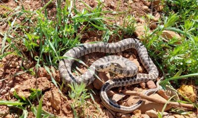 Tunceli’de yarı zehirli Kocabaş yılanı görüntülendi