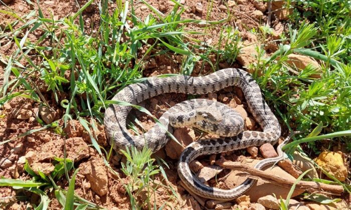 Tunceli’de yarı zehirli Kocabaş yılanı görüntülendi