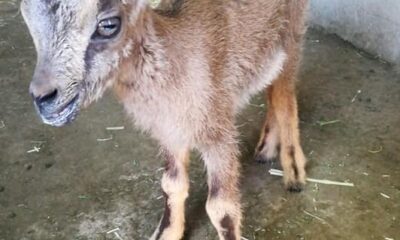 Tunceli’de yavru dağ keçisi koruma altına alındı