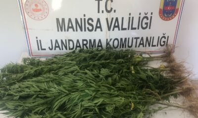 Turgutlu’da jandarma ekiplerinden kenevir operasyonu