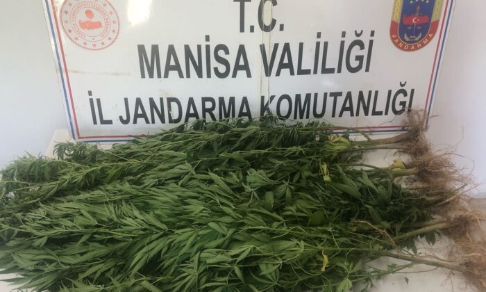 Turgutlu’da jandarma ekiplerinden kenevir operasyonu