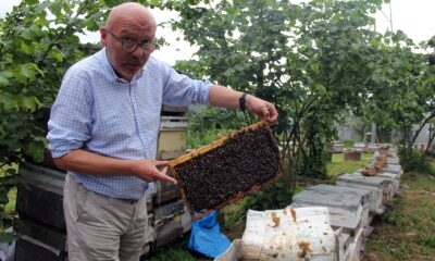 Türkiye bal rekoltesinde düşüş beklentisi