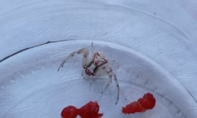 Türkiye’de 8 kez rastlanmıştı, 9’ncusu Sivas’ta görüldü