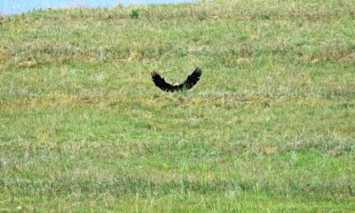 Türkiye’de 80 çift kalan şah kartalının yılan avı görüntülendi