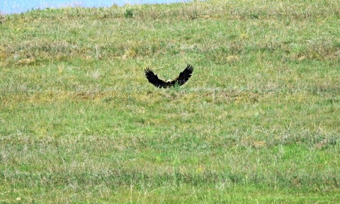 Türkiye’de 80 çift kalan şah kartalının yılan avı görüntülendi
