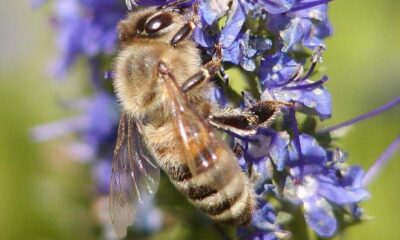 Türkiye’de arılar nüfus planlamasına gitti