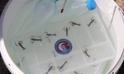 Türkiye’de bir ilk: ÇOMÜ’de yetiştirilen ıstakoz yavruları Çanakkale Boğazı’na bırakıldı