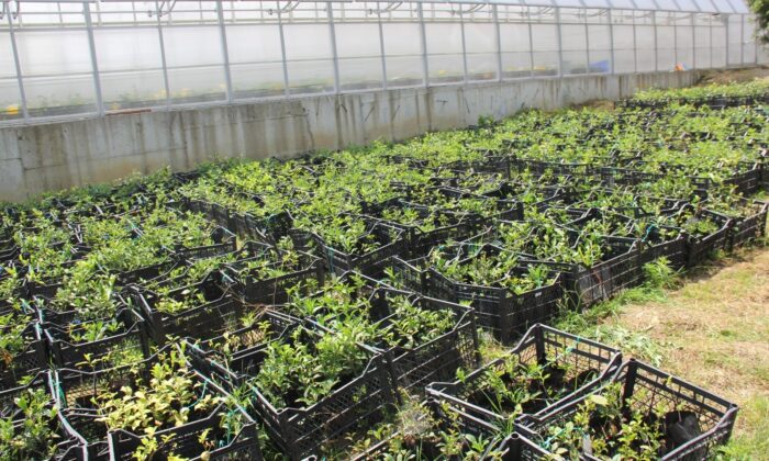 Türkiye’de çay üretilen 31 ilçe tek tek taranarak en önemli çay genotipleri Çay Gen Havuzu’nda toplandı