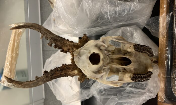 Türkiye’den, Almanya’ya geyik kafatası getiren yolcuya para cezası