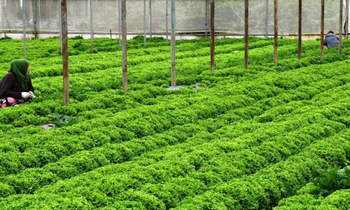 Türkiye’nin 3’ncü tarıma dayalı OSB’si Bafra’ya kuruluyor