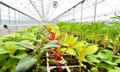 Türkiye’nin ‘atık ısı’ ile ısıtılan ilk çiçek serası