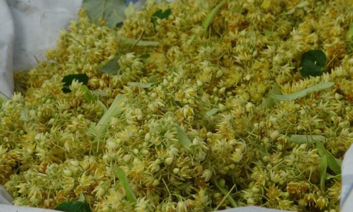 Türkiye’nin en büyük ıhlamur ormanlarında hasat başladı