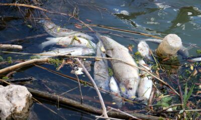 Türkiye’nin en uzun nehrinde toplu balık ölümleri