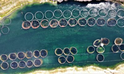 Türkiye’nin üretim merkezi Elazığ’dan dünyaya Türk Somonu