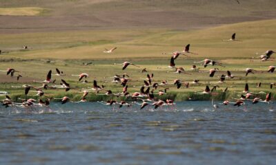 Türkülere konu olan allı turnalar Van Gölü havzasını renklendirdi