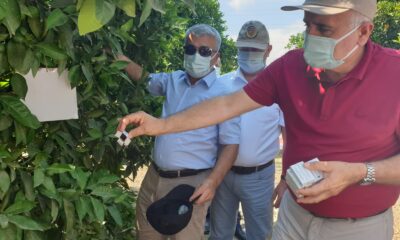 Turunçgil zararlısına karşı yararlı böcek salınımı yapıldı