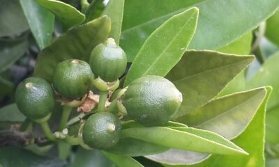 Turunçgillerde ’Harnup Güvesi’ne dikkat