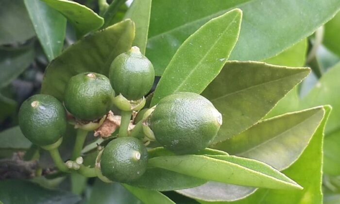 Turunçgillerde ’Harnup Güvesi’ne dikkat