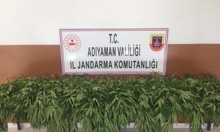 Tut ilçesinde kenevir bitkisi ele geçirildi