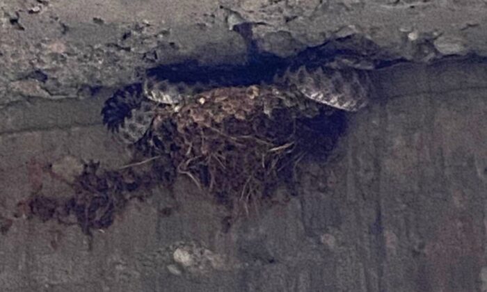 Üç metrelik yılan kırlangıç yavrularını yedi