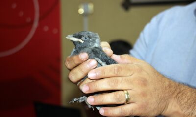 Uçamayan yavru karga, gazetecilere sığındı