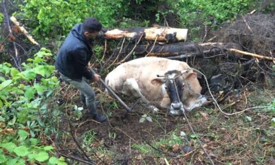 Uçuruma düşen ineği kurtarmak için seferber oldular