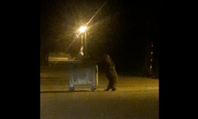 Uludağ’da ayı ailesinin karnını doyurmak için renkli anları